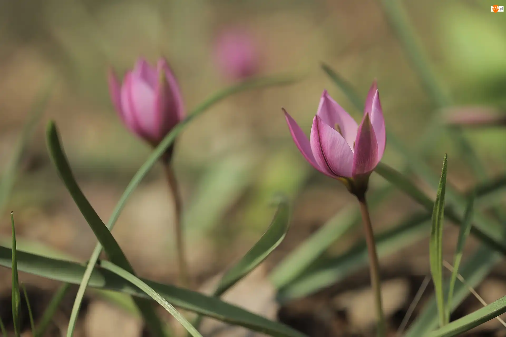 Źdźbła, Różowy, Tulipan, Kwiat