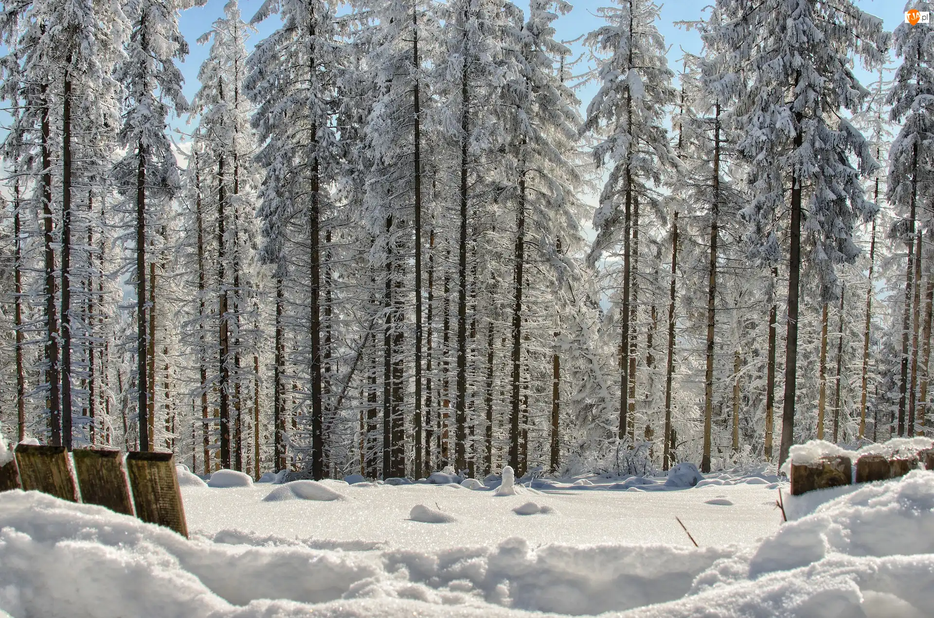 Śnieg, Drzewa, Las, Zima, Słoneczny blask