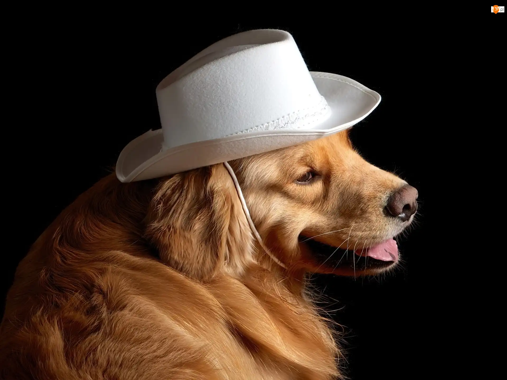 Golden Retriever, Biały, Kapelusz, Pies