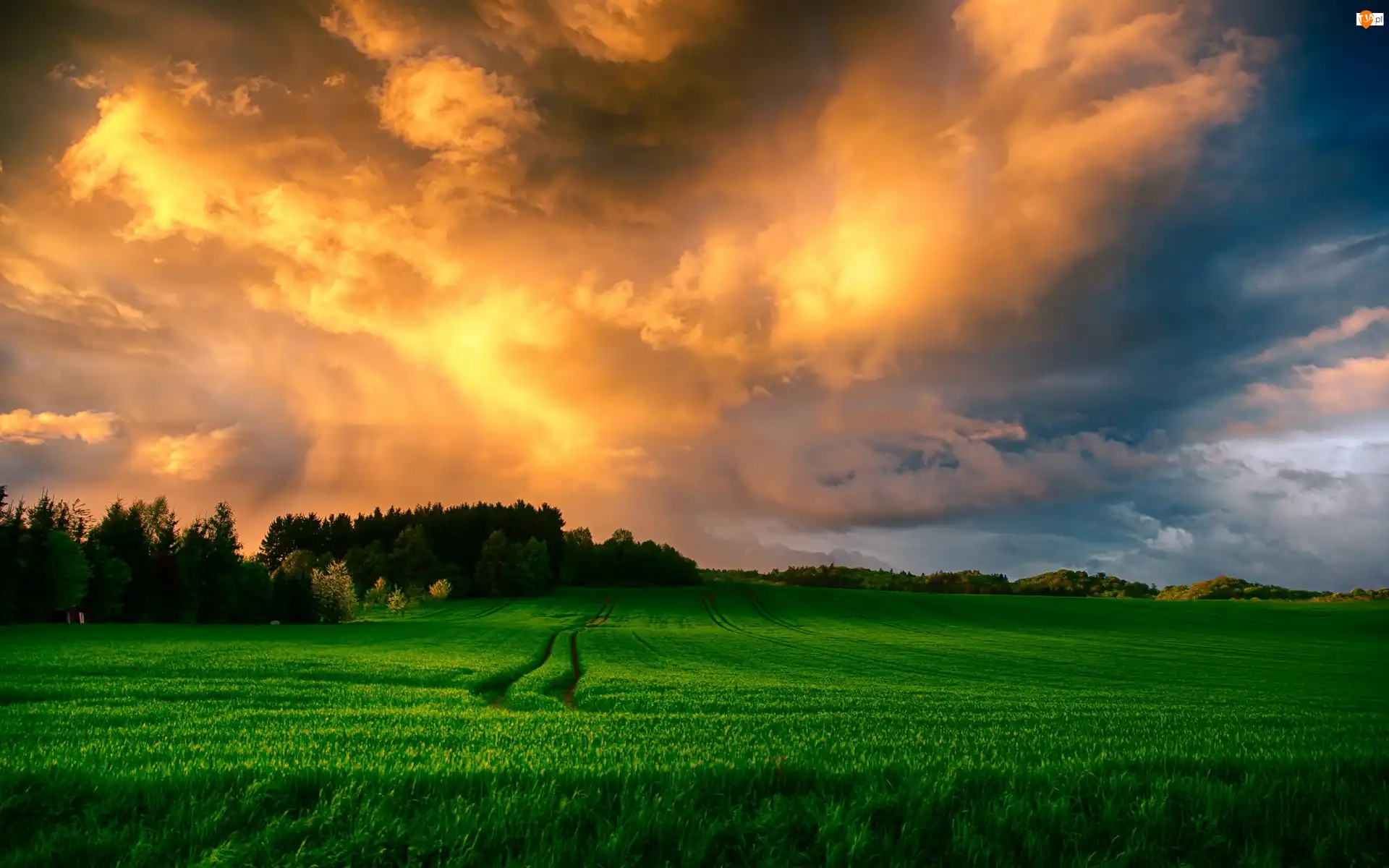 Trawy, Zachód, Słońca, Pola