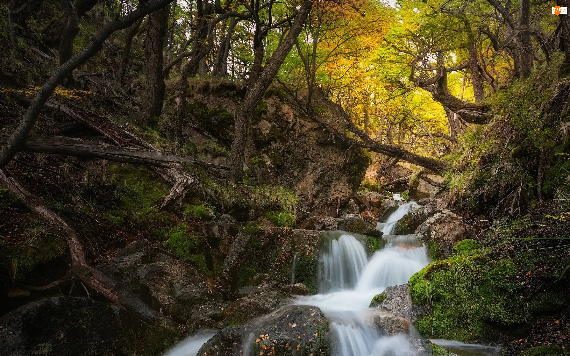 Rzeka, Patagonia, Kamienie, Powalone, Drzewa, Prowincja Santa Cruz, Park Narodowy Los Glaciares, Argentyna, Las