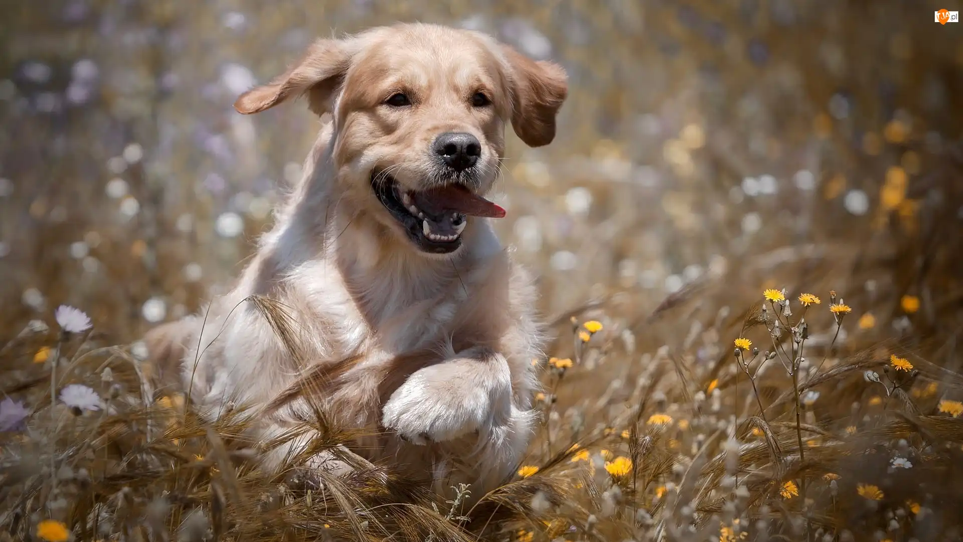 Kwiaty, Szczeniak, Golden retriever, Łąka
