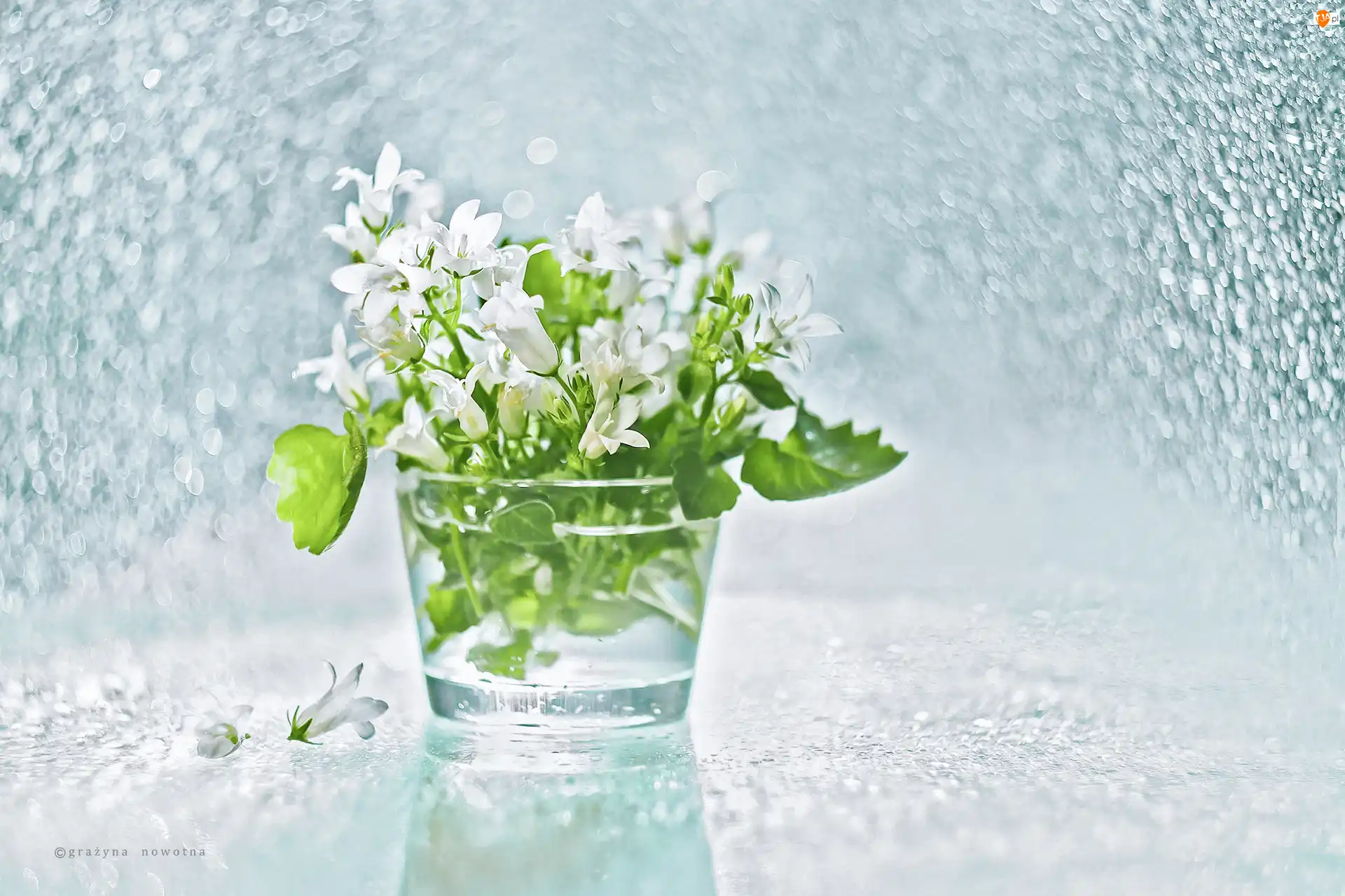 Biały, Dekoracja, Campanula, Dzwonek Dalmatyński