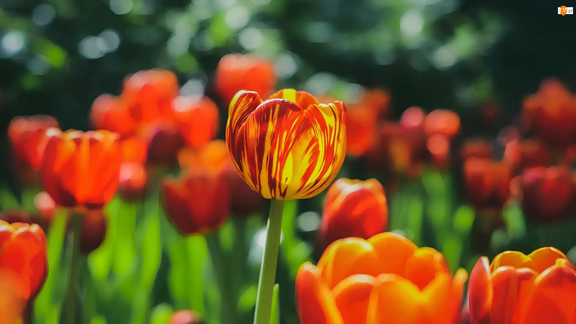 Tulipan, ŻóŁto-czerwony