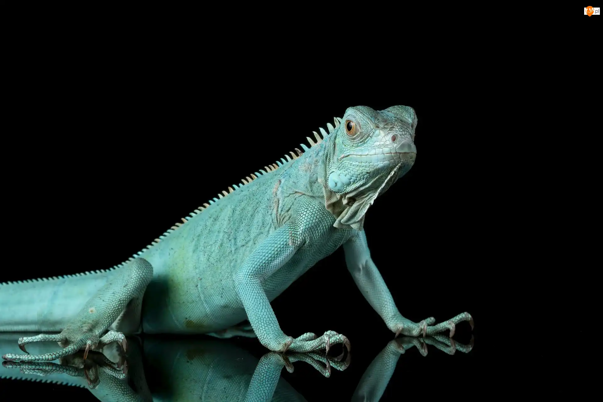 Drewno, Tło, Iguana, Legwan niebieski, Czarne