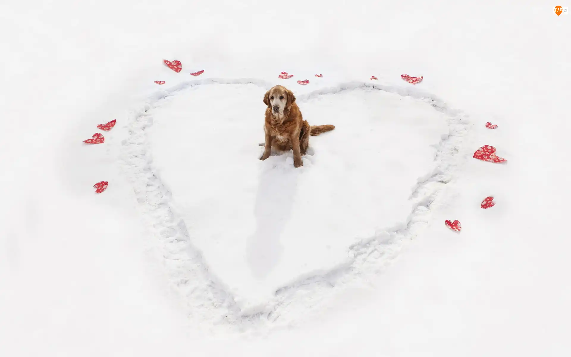 Golden Retriever, Śnieg, Serce