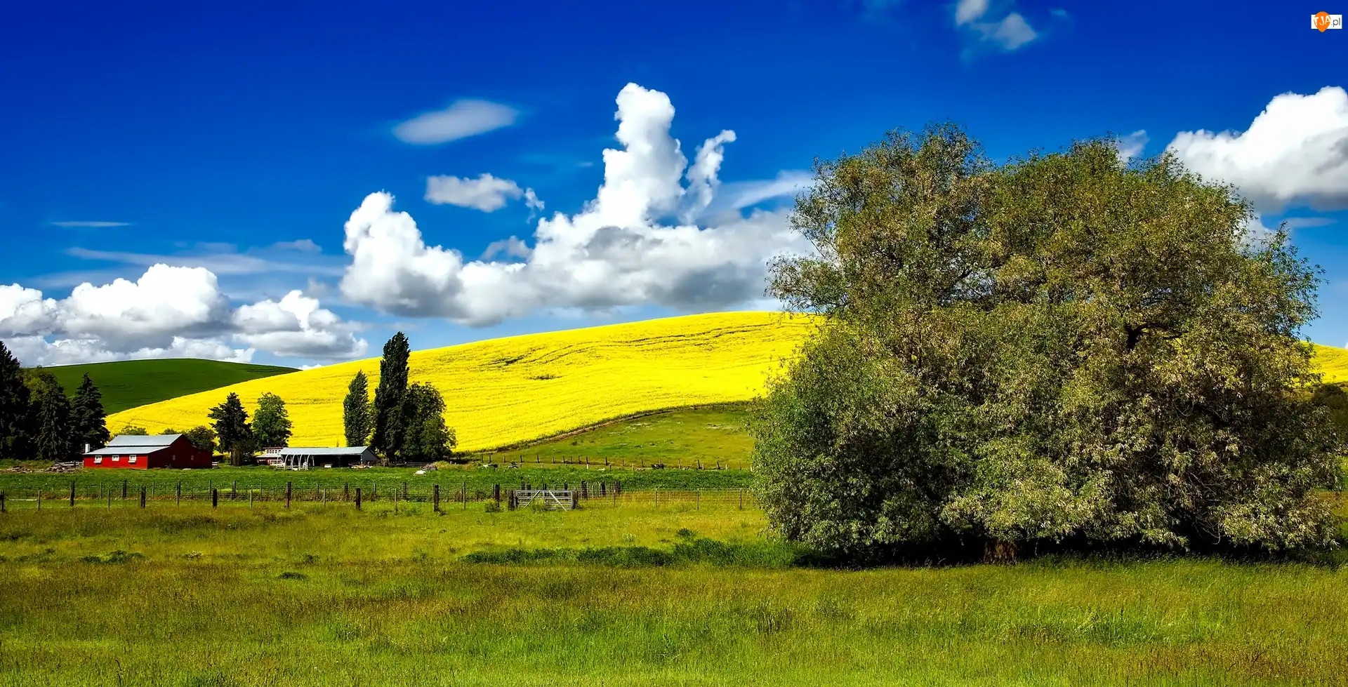 Idaho, USA, Pola, Wzgórza, Farma, Łąki