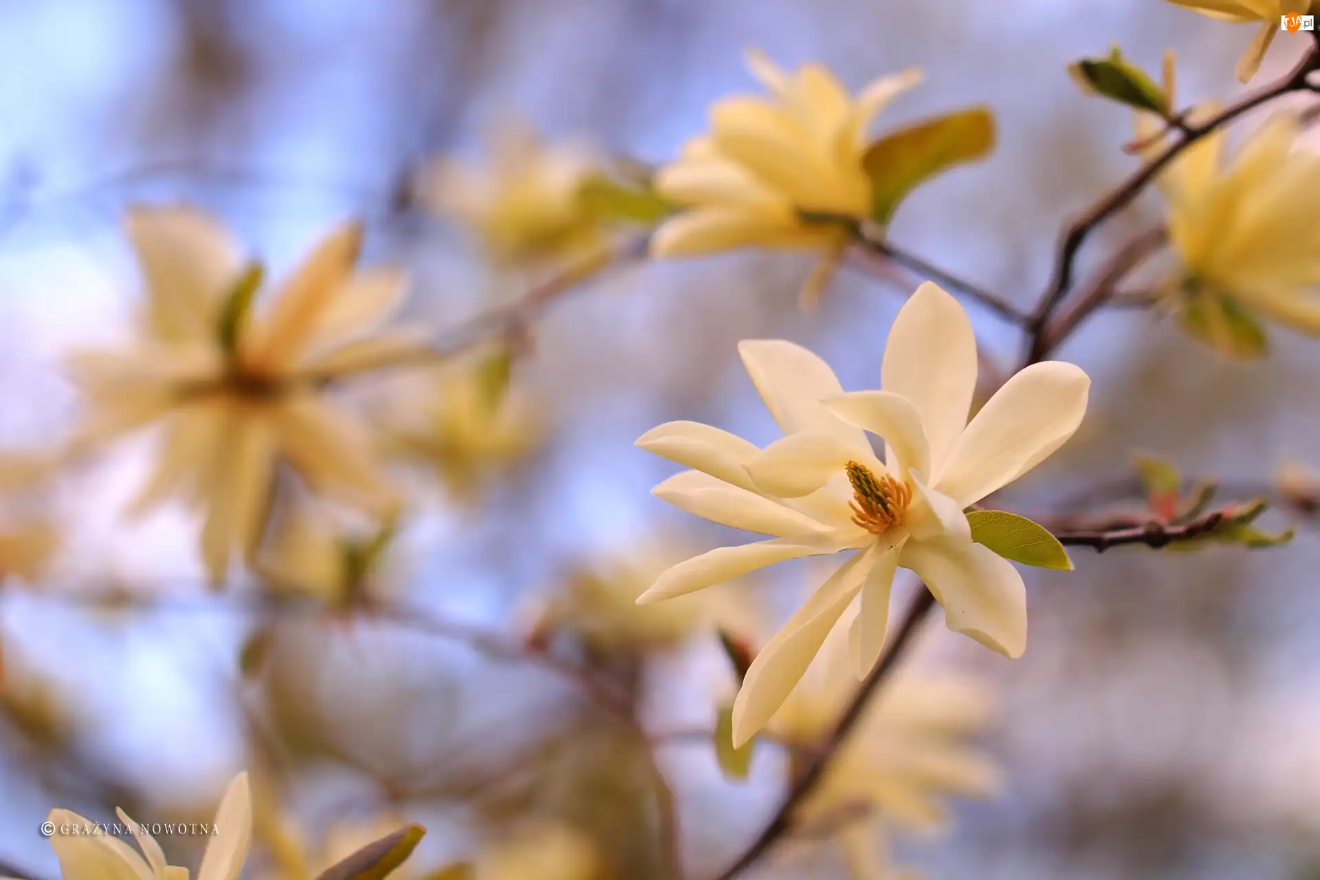 Krzew, Magnolia, Białe, Kwiaty