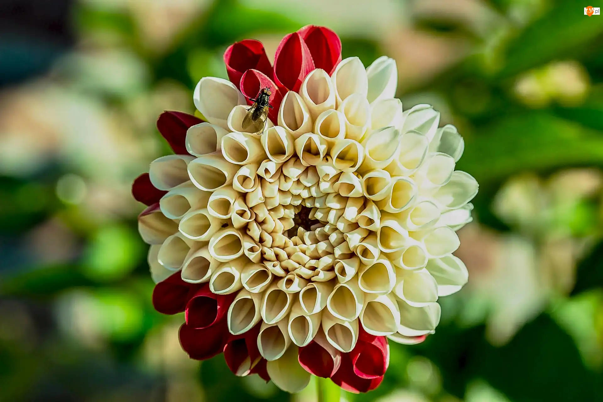 Dalia, Kwiat