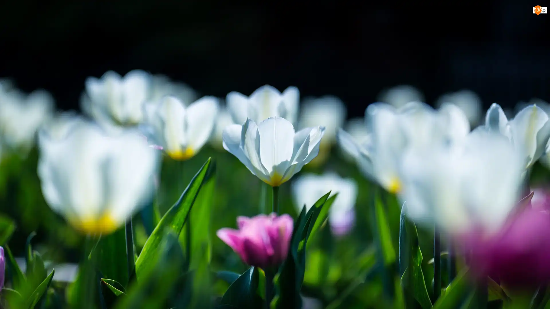 Rozmycie, Kwiaty, Białe, Tulipany