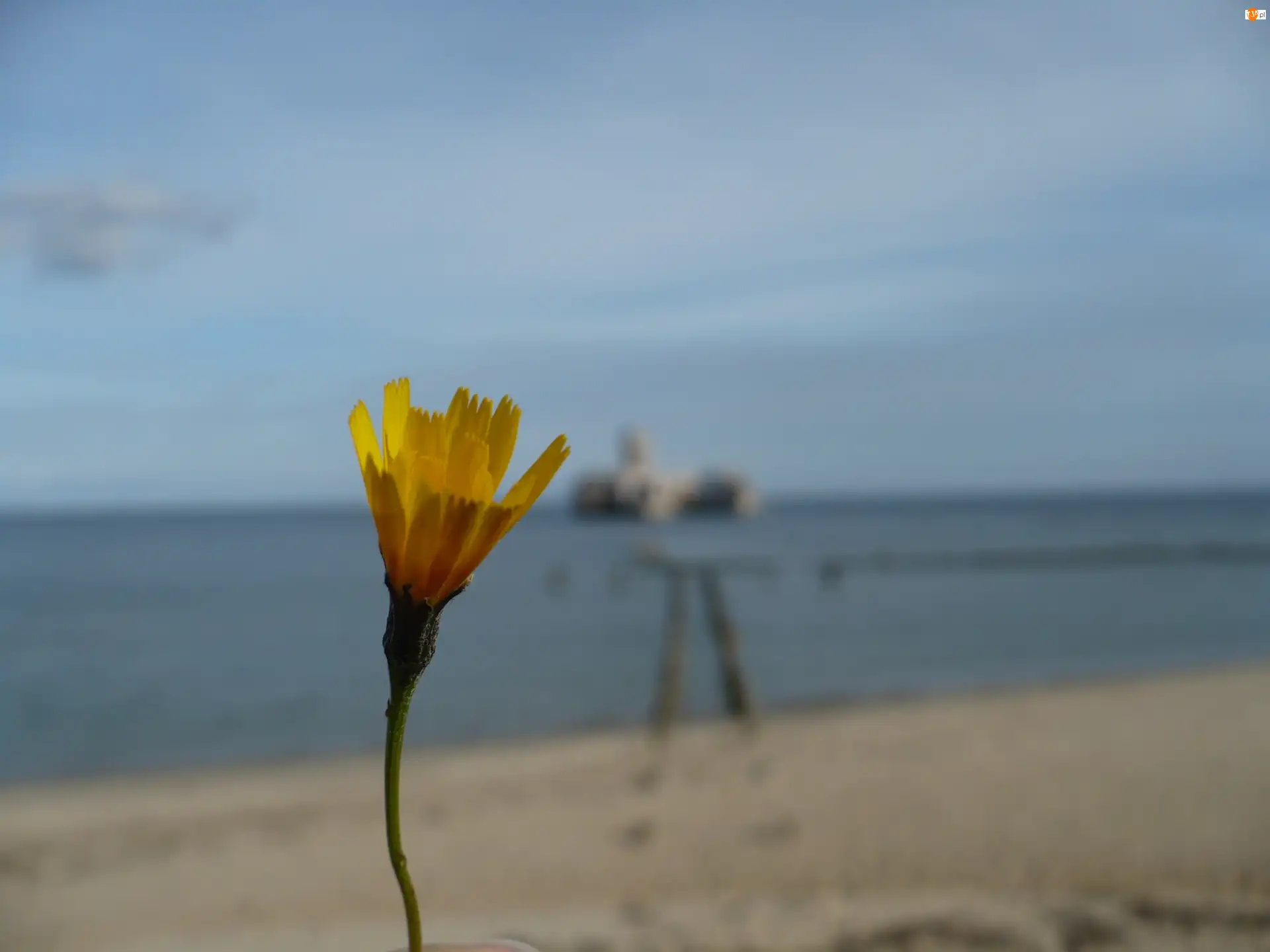 Morze, Żółty, Kwiatek, Plaża