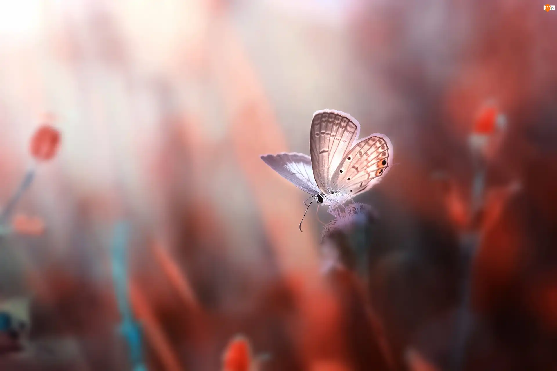 Modraszek ikar, Motyl