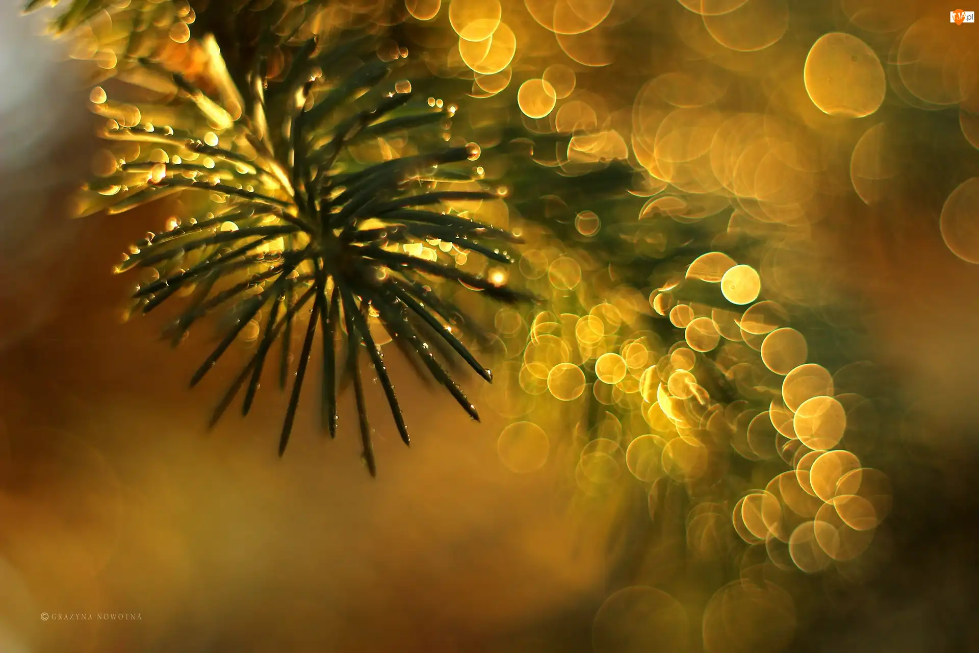 Bokeh, Świerk, Gałązka