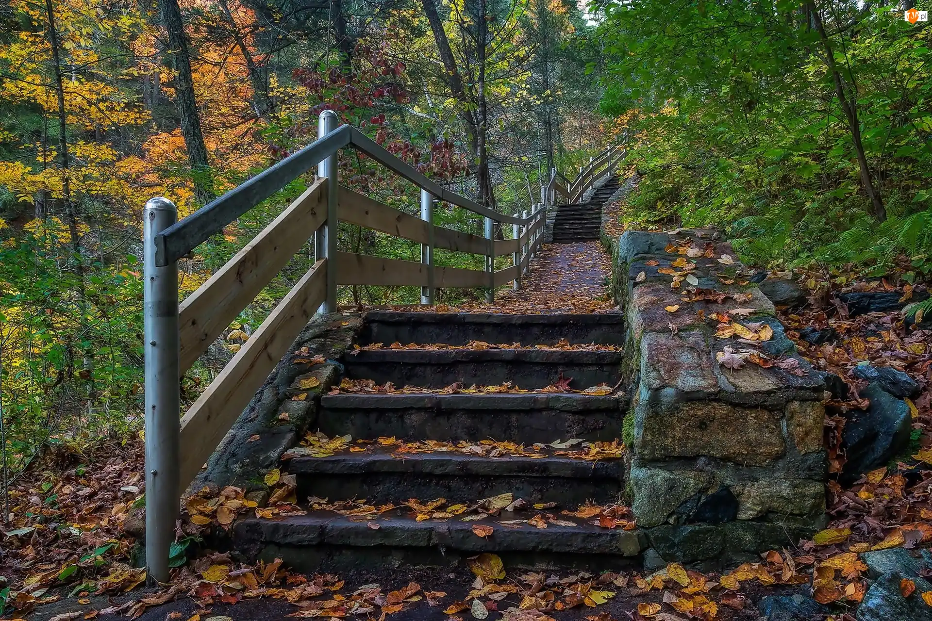Liście, Stany Zjednoczone, Park stanowy Kent Falls, Drzewa, Stan Connecticut, Schody, Jesień, Miasto Kent