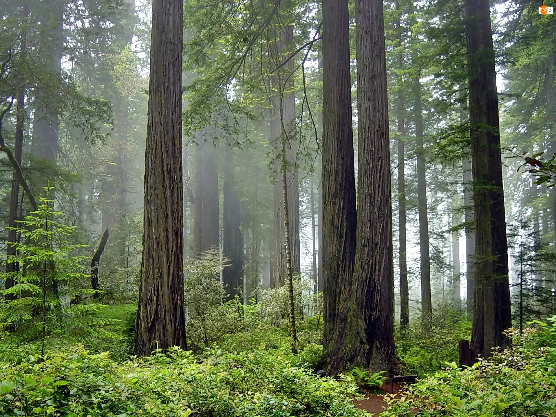 Park Narodowy Redwood, Mgła, Stan Kalifornia, Stany Zjednoczone, Las
