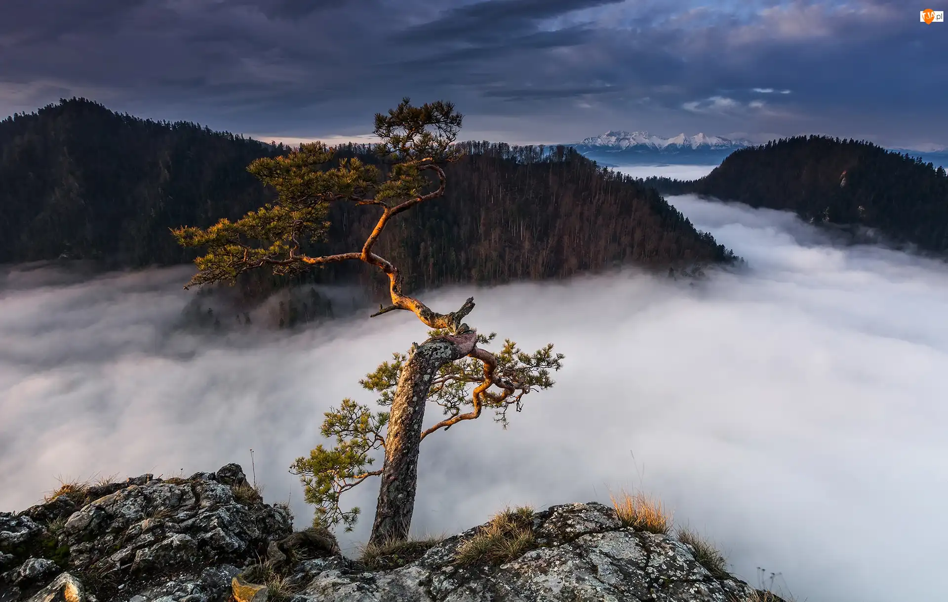 Szczyt, Skały, Mgła, Sosna, Góry, Pieniński Park Narodowy, Sokolica, Wschód słońca, Drzewo, Pieniny, Polska