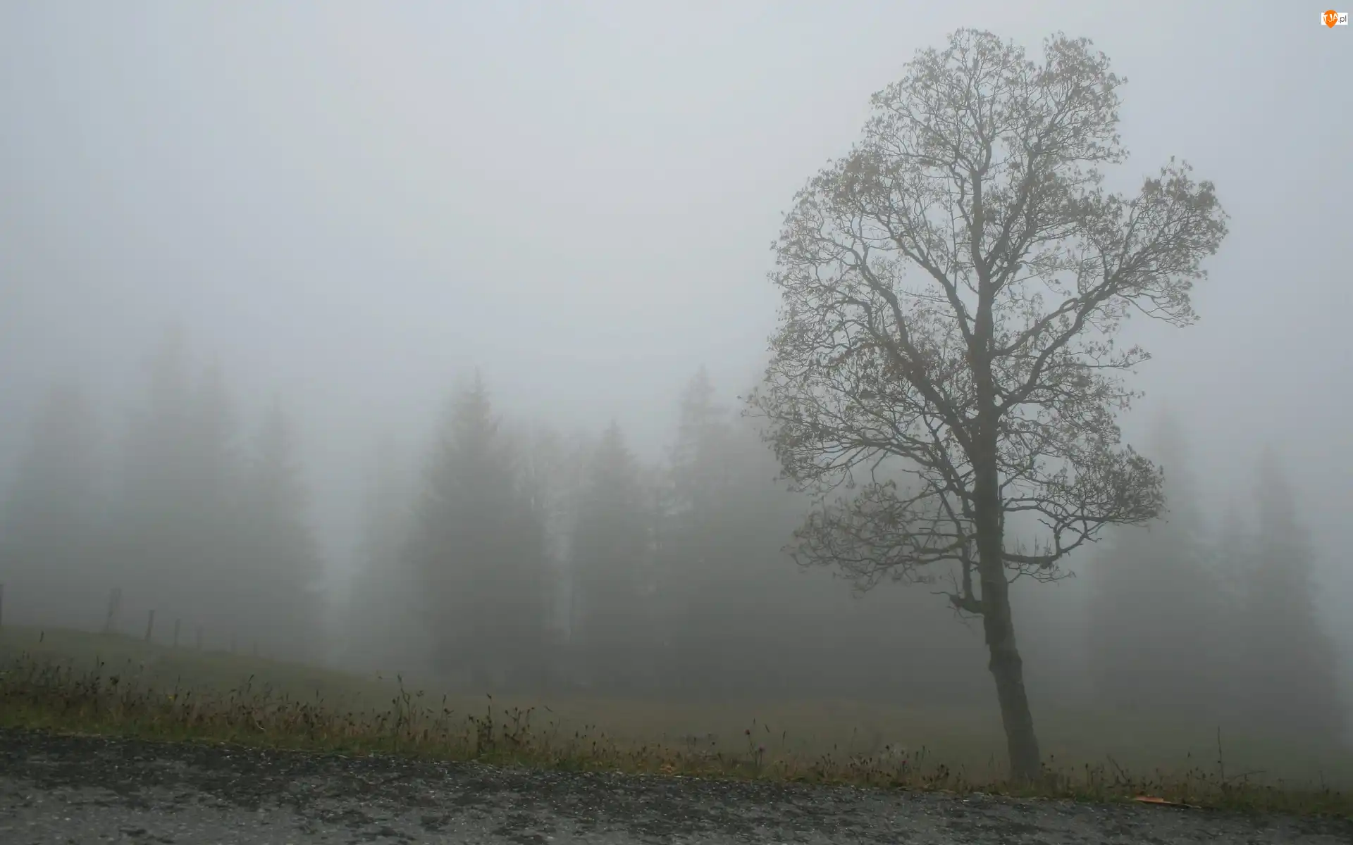 Drzewo, Jesienna, Mgła