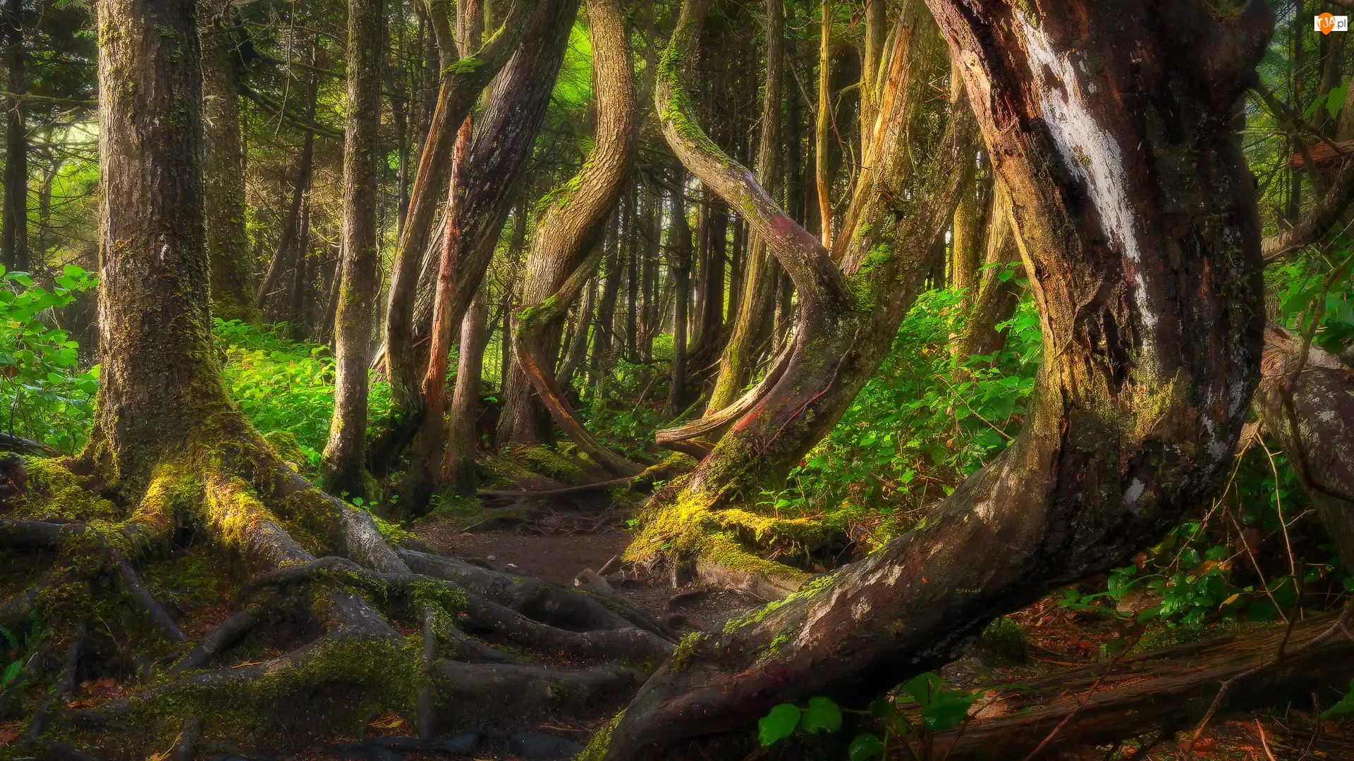 Port Renfrew, Las, Pnie, Kolumbia Brytyjska, Drzewa, Botanical Beach, Kanada, Krzywe