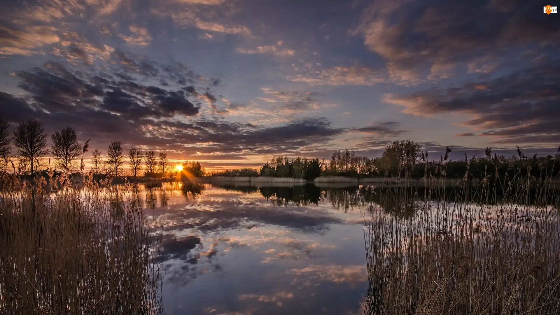 Maidstone, Anglia, Drzewa, Zachód słońca Anglia, Rzeka Medway, Trawy
