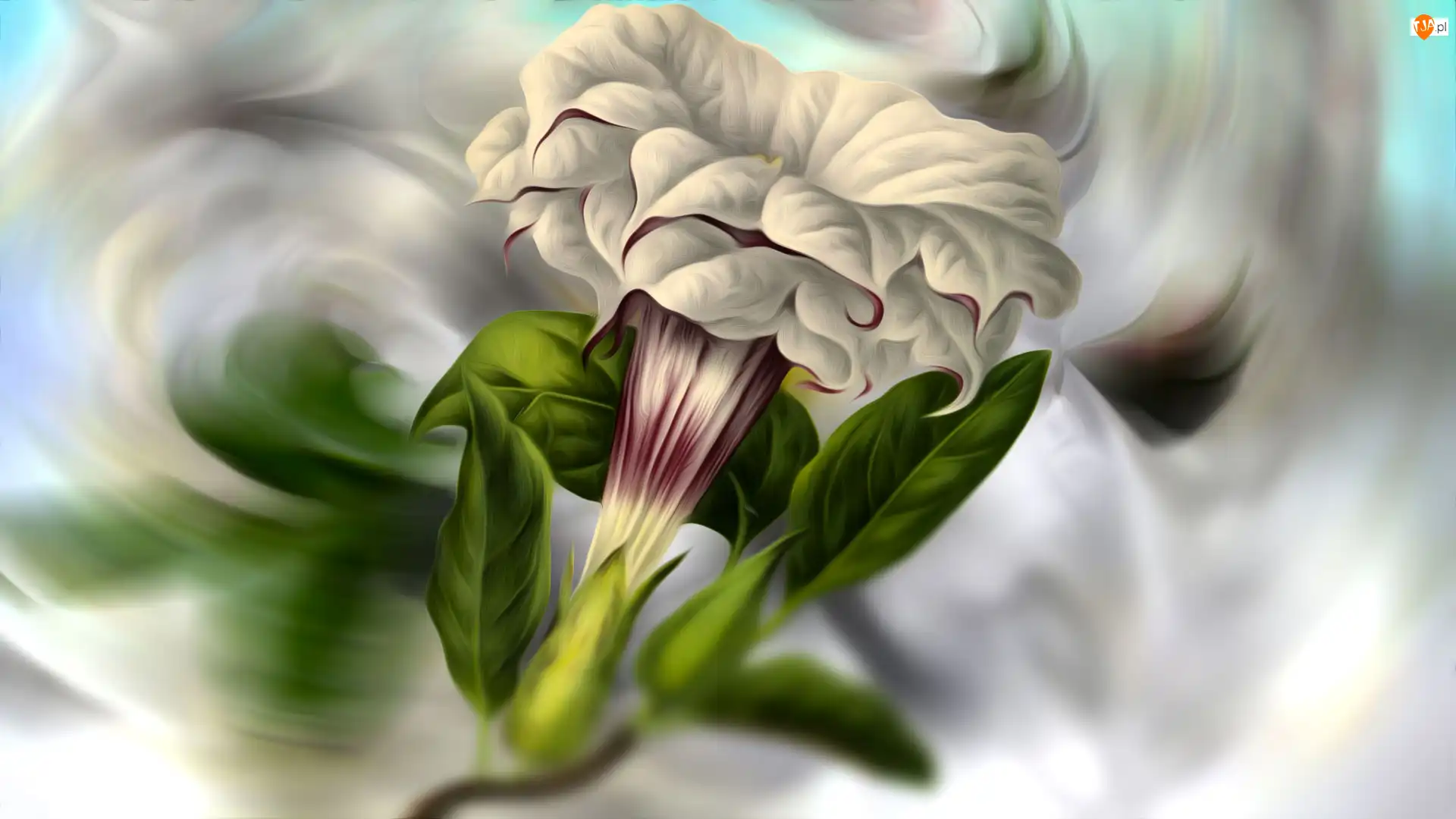 Grafika, Kwiat, Petunia ogrodowa