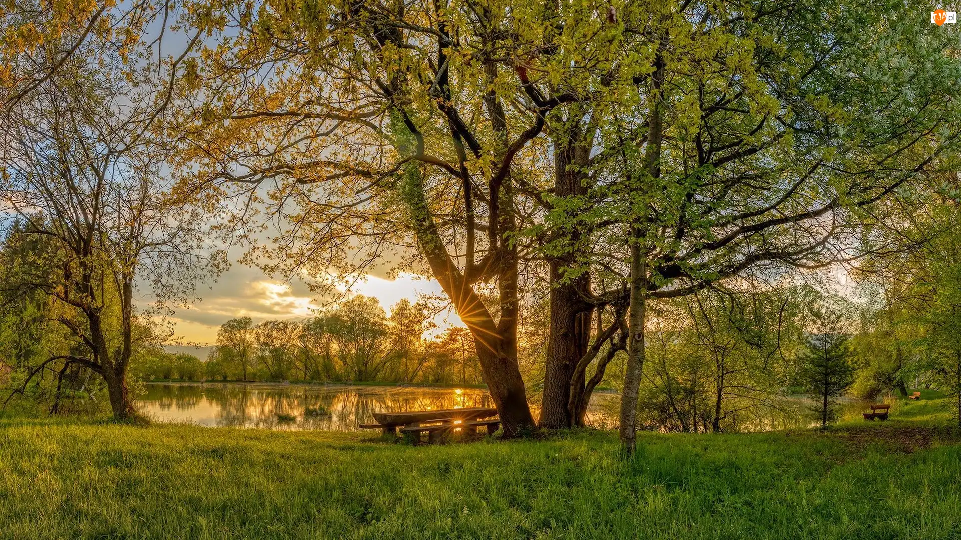 Drzewa, Promienie słońca, Wiosna, Park, Trawa, Staw, Ławka