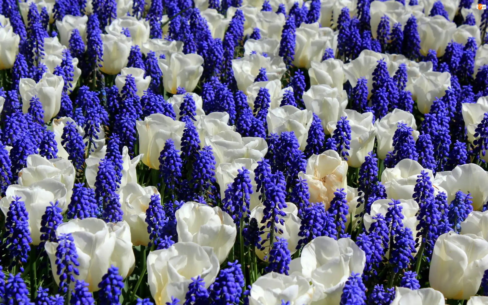 Szafirki, Białe, Tulipany