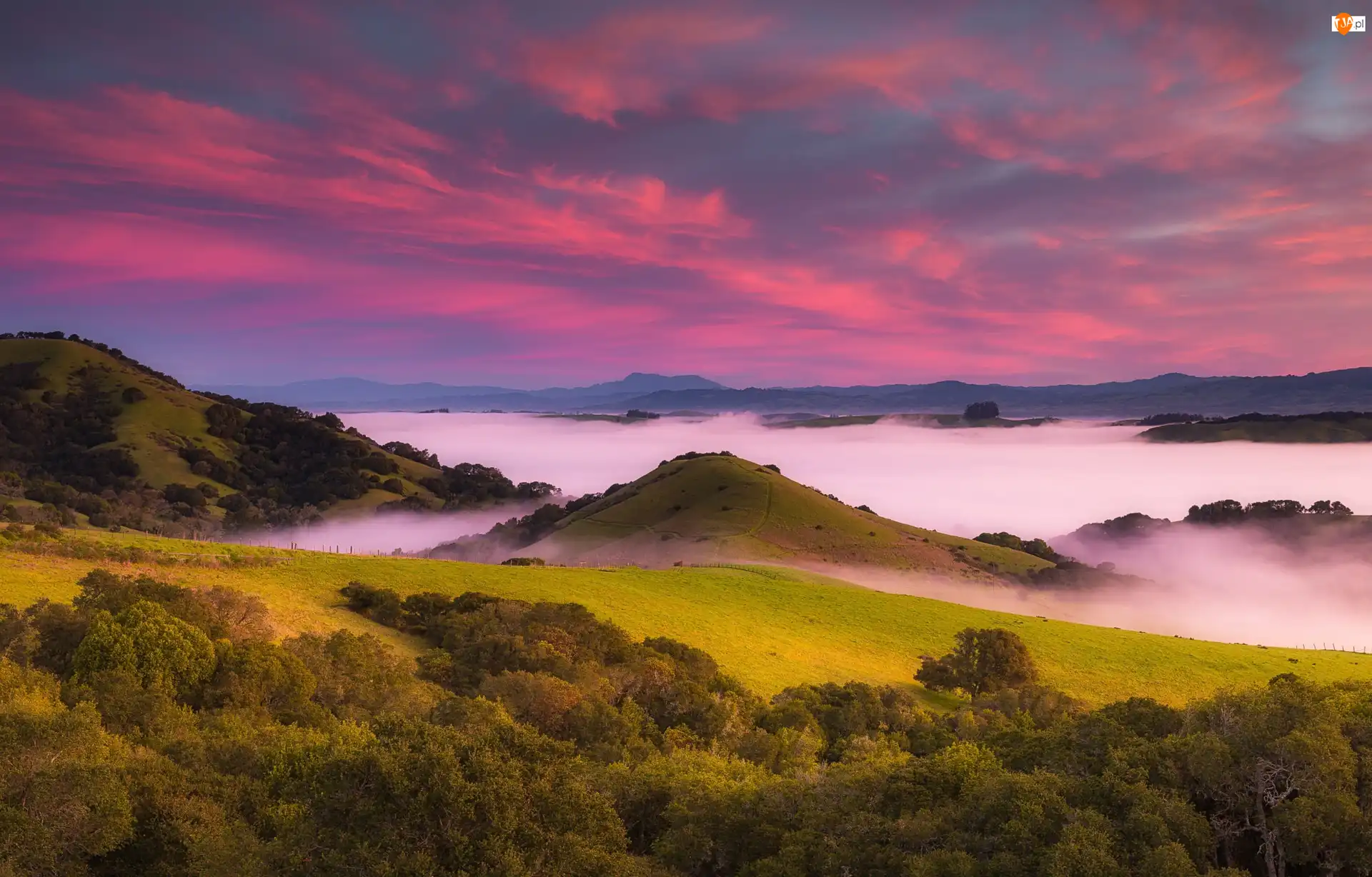 Obszar Bay Area, Wzgórza, Wschód słońca, Stan Kalifornia, Drzewa, Petaluma Hills, Stany Zjednoczone, Mgła