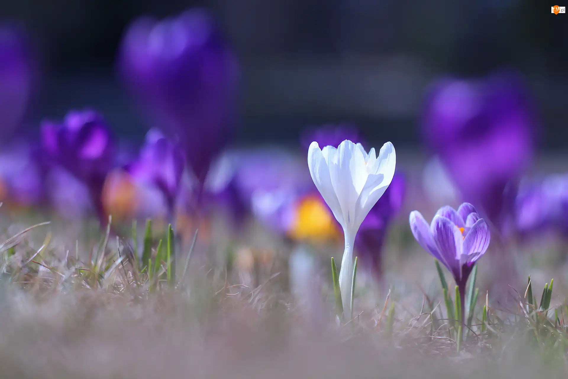Kwiaty, Biały, Fioletowy, Krokus