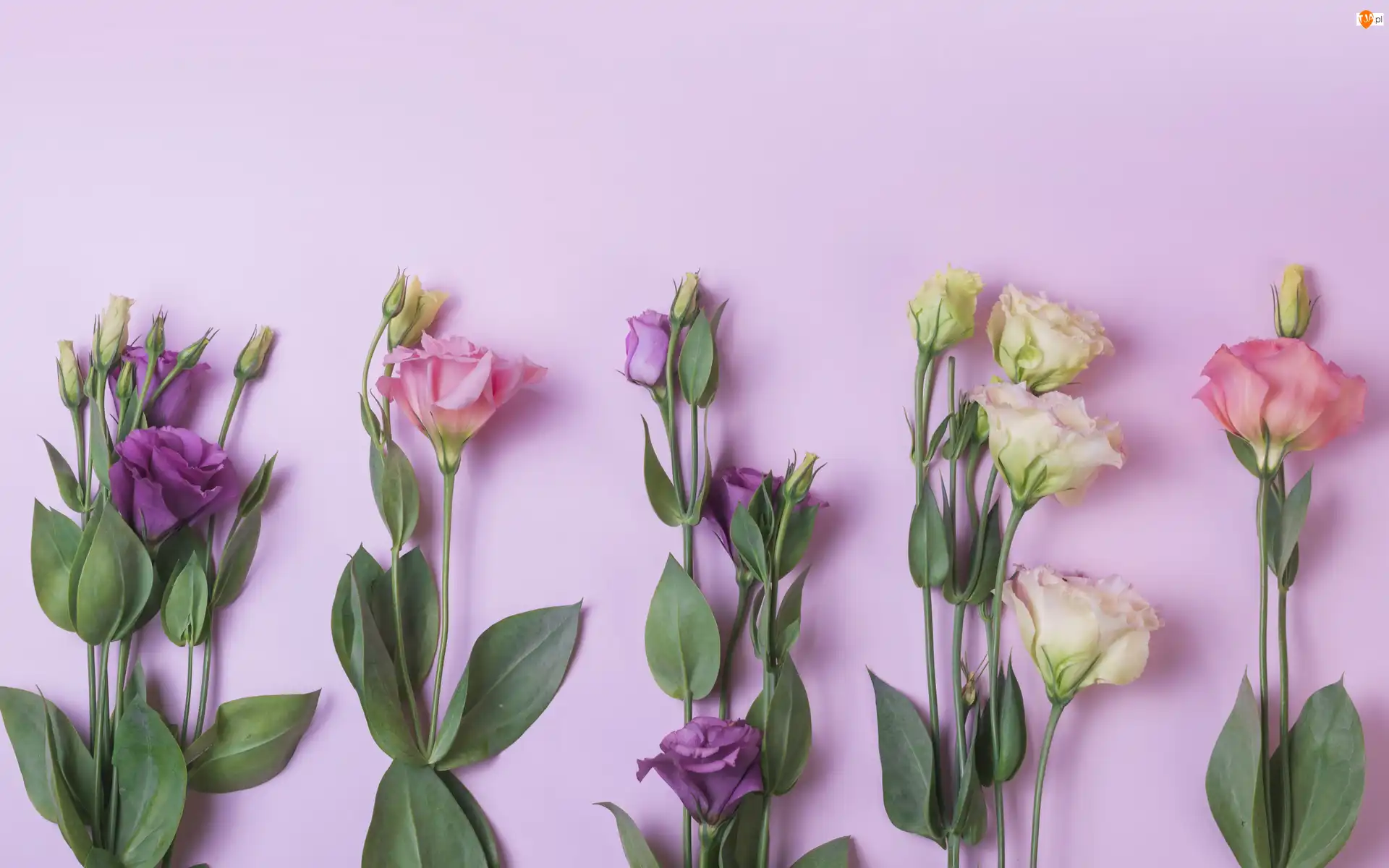 Liście, Kwiaty, Eustoma