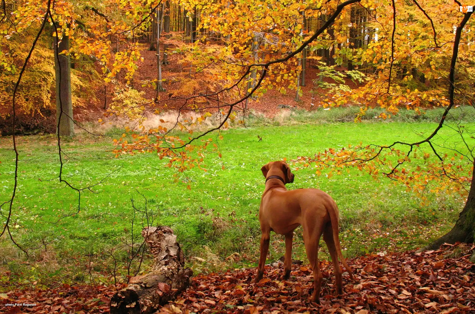 jesień, Rhodesian ridgeback, złota