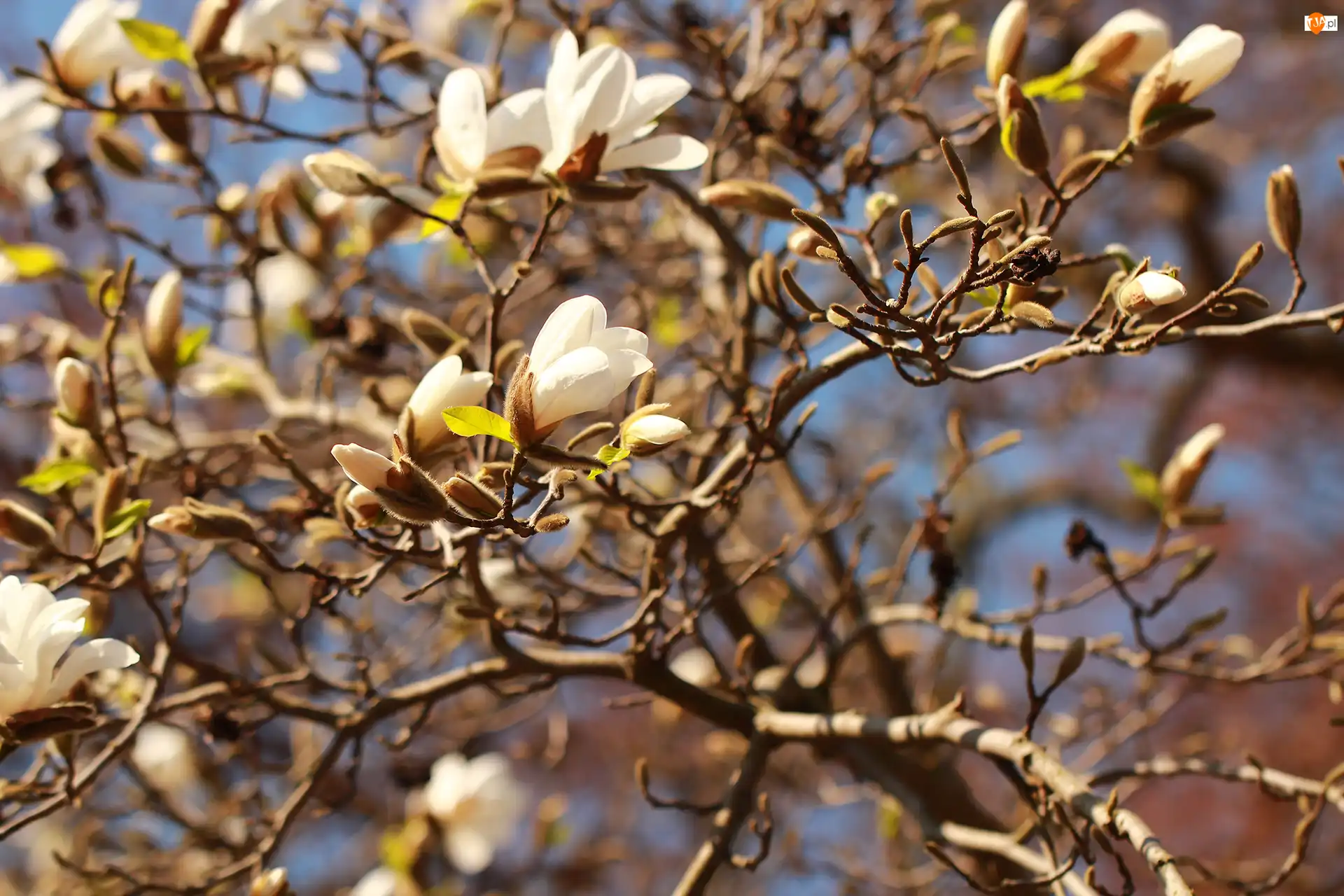 Kwiaty, Magnolia, Białe