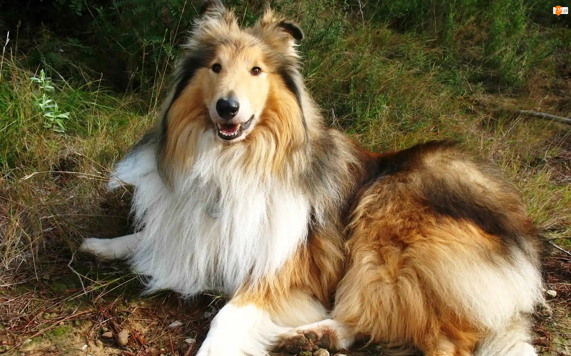 Trawa, Owczarek, Collie