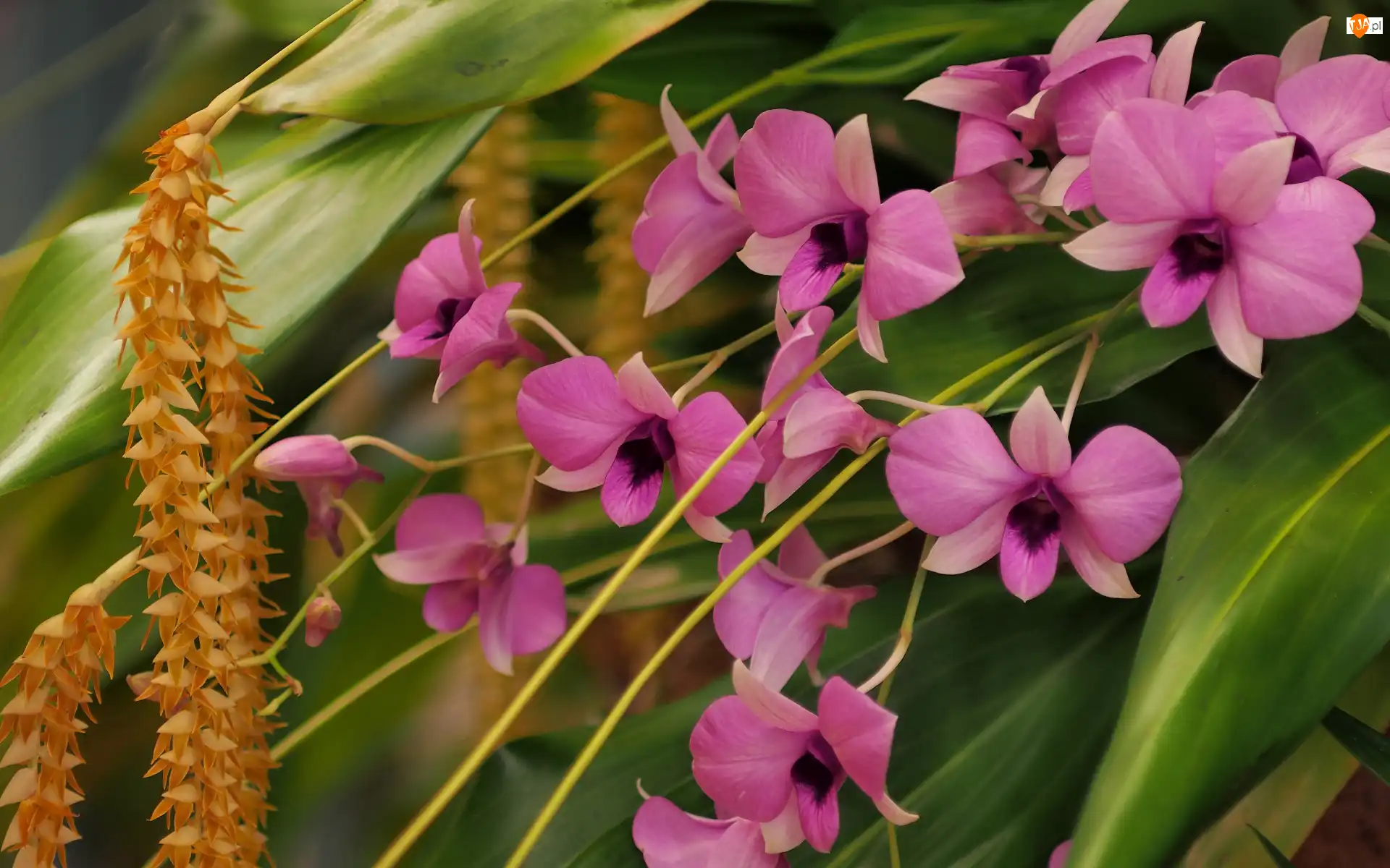 Liście, Kwiaty, Orchidee, Storczyki