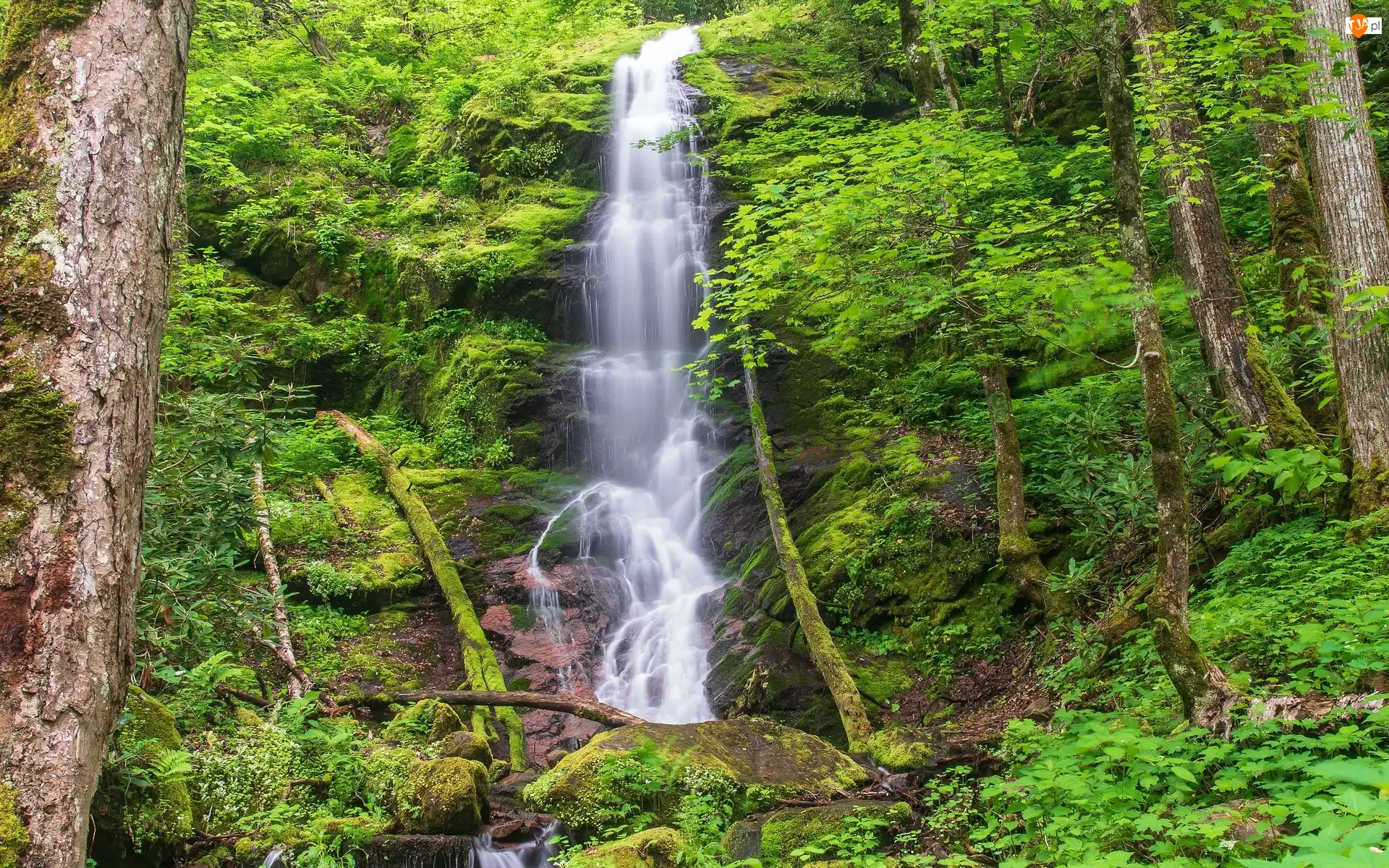 Roślinność, Stan Tennessee, Drzewa, Skały, Las, Park Narodowy Great Smoky Mountains, Wodospad Mouse Creek Falls, Stany Zjednoczone, Omszałe