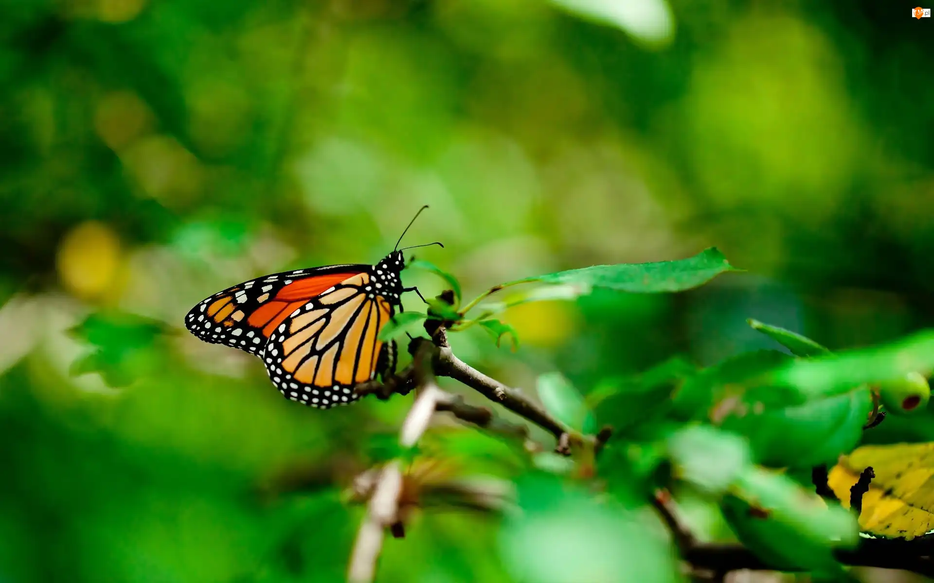 Monarch, Gałązka, Motyl