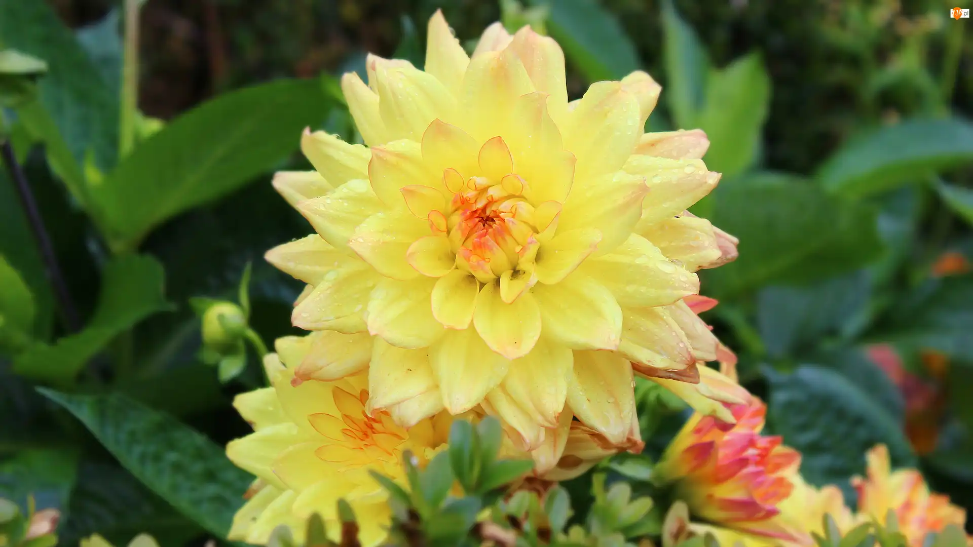 Dalia, Żółta, Kwitnąca