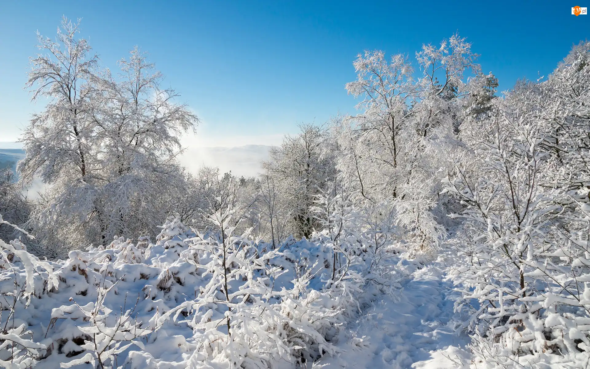 Śnieg, Zima, Krzewy, Mgła, Drzewa, Wschód słońca