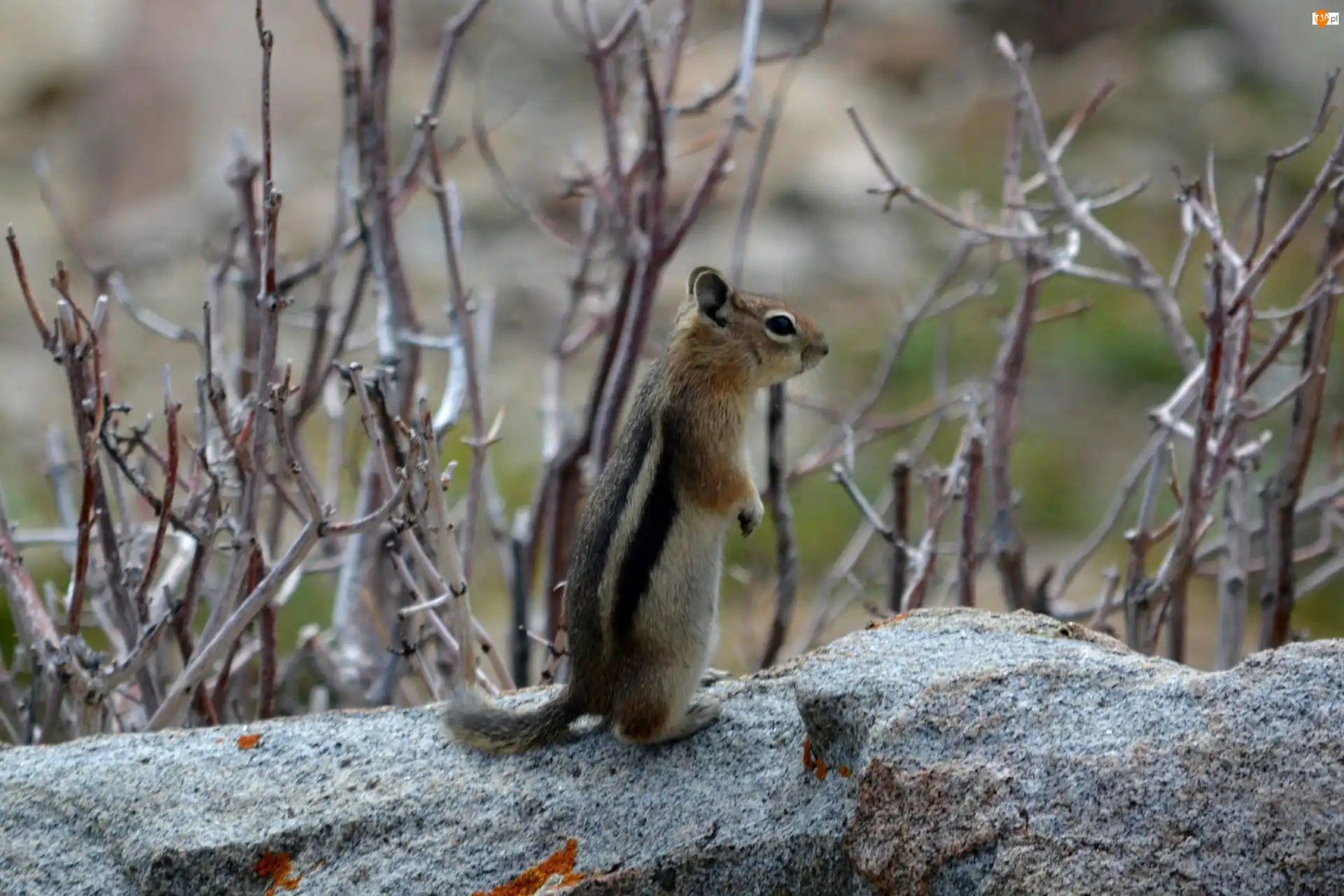 Gałązki, Chipmunk, Wiewiórka, Ziemna
