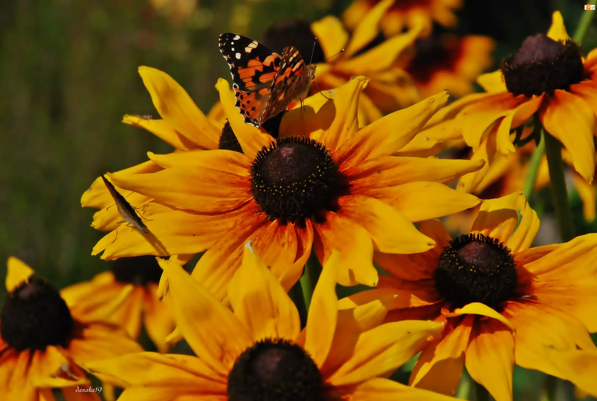 Motyl, Osetnik, Rudbekie, Kwiaty, Rusałka