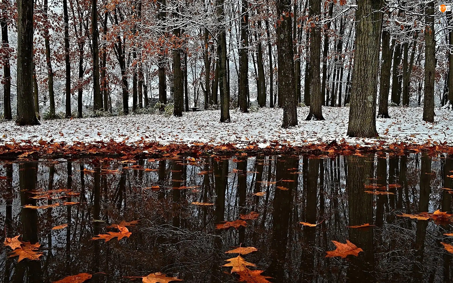 Park, Śnieg, Kałuża, Liście, Pierwszy