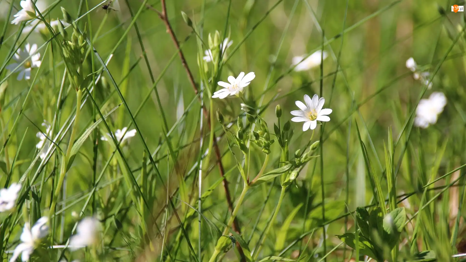 Trawa, Kwiaty, Rogownica