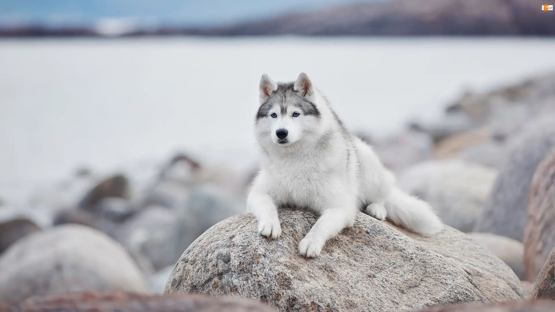 Kamień, Pies, Leżący, Siberian husky