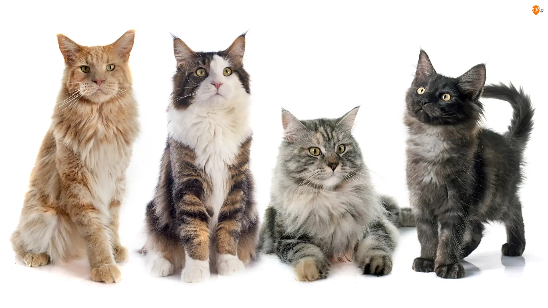 Białe tło, Cztery, Koty, Maine coon