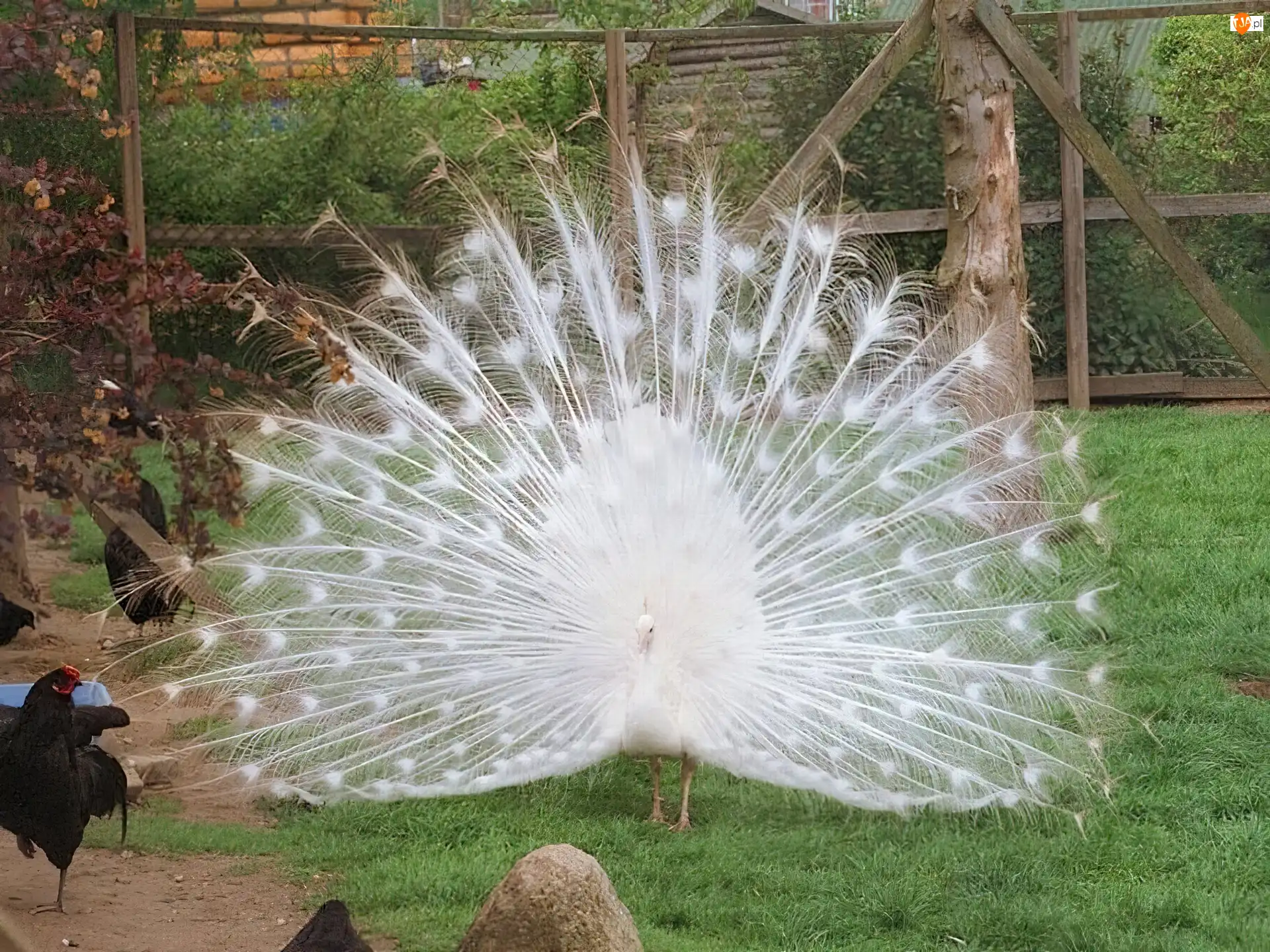 Paw, Piękny, Biały