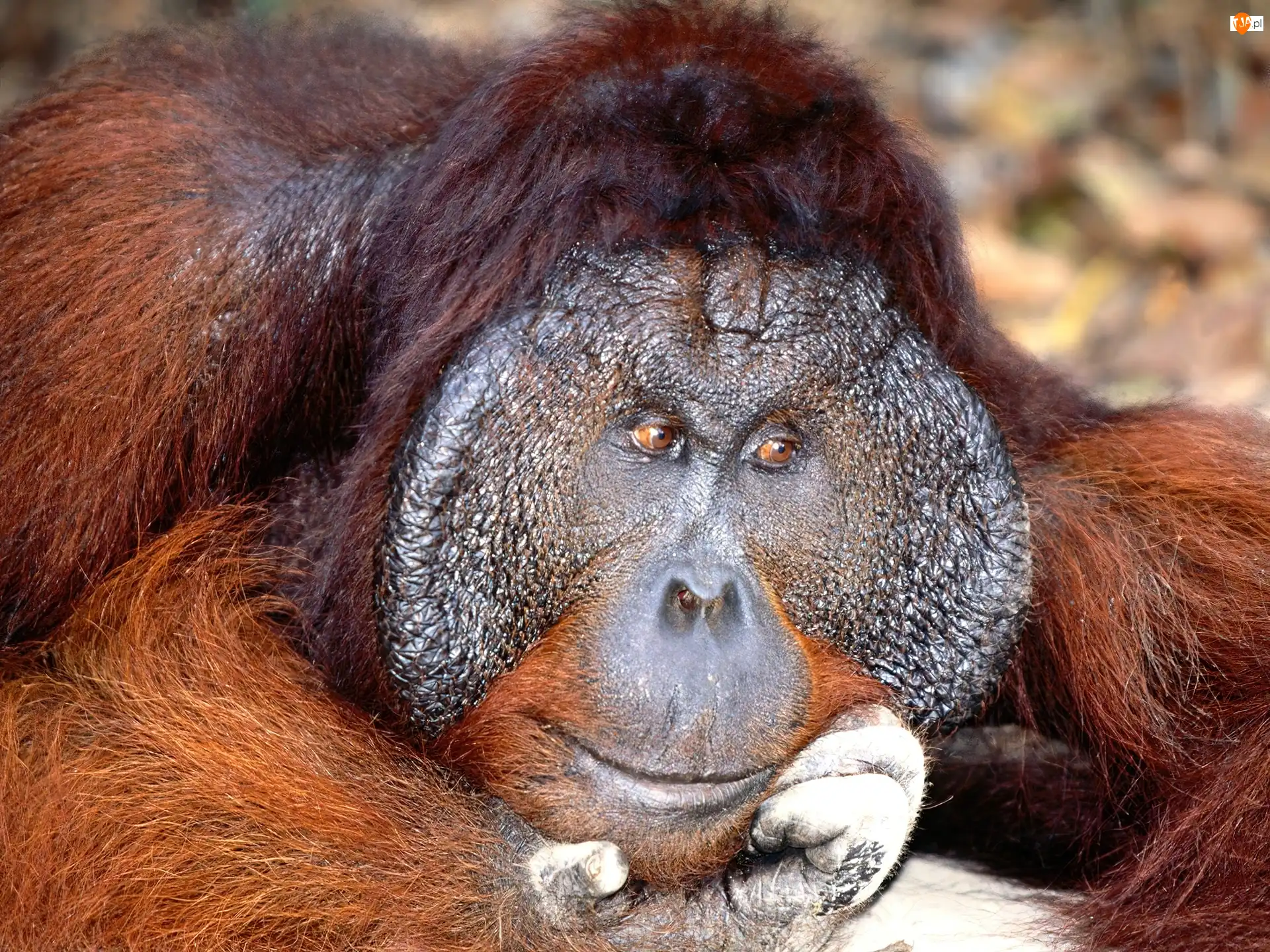 orangutan, Małpa
