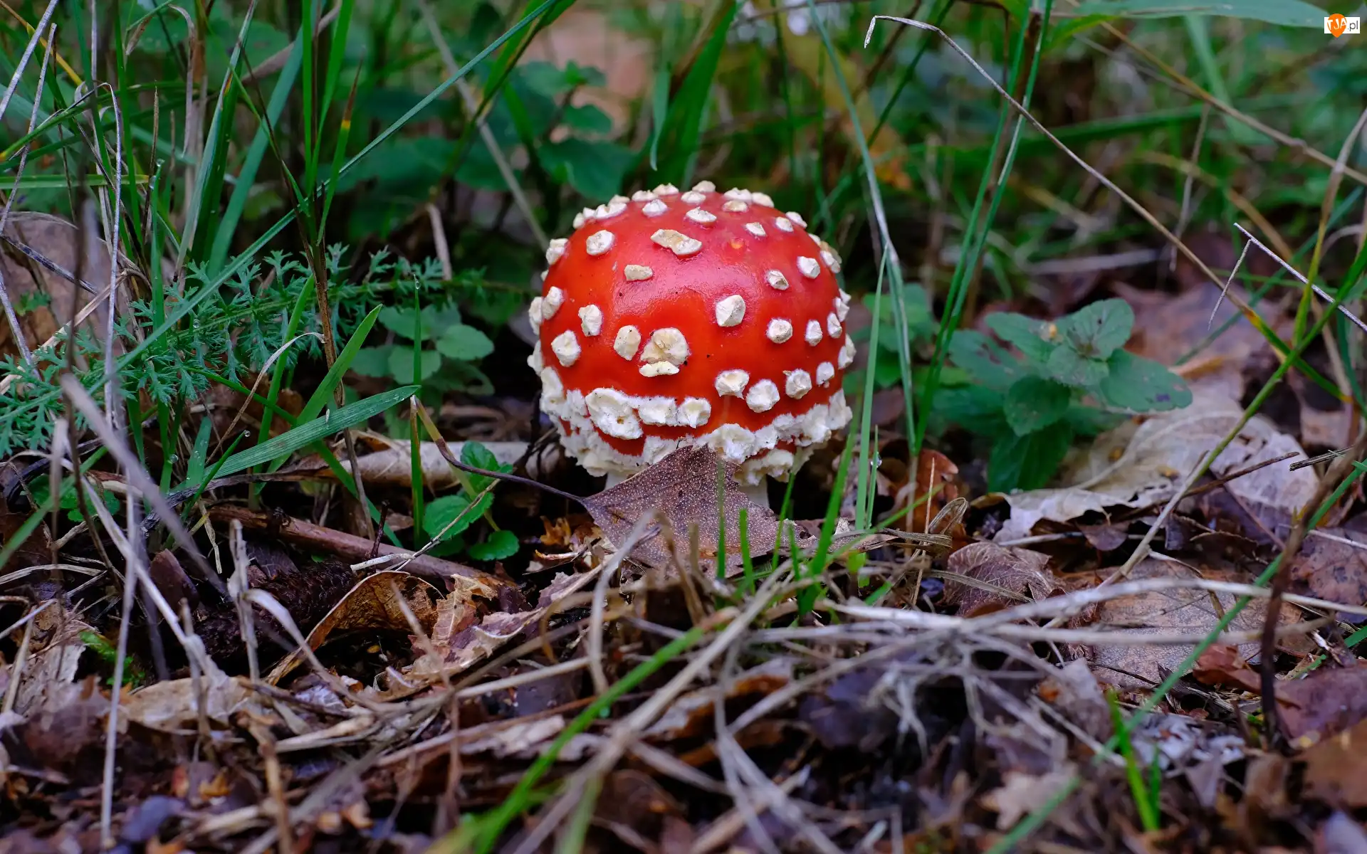 Ściółka leśna, Grzyb, Muchomor