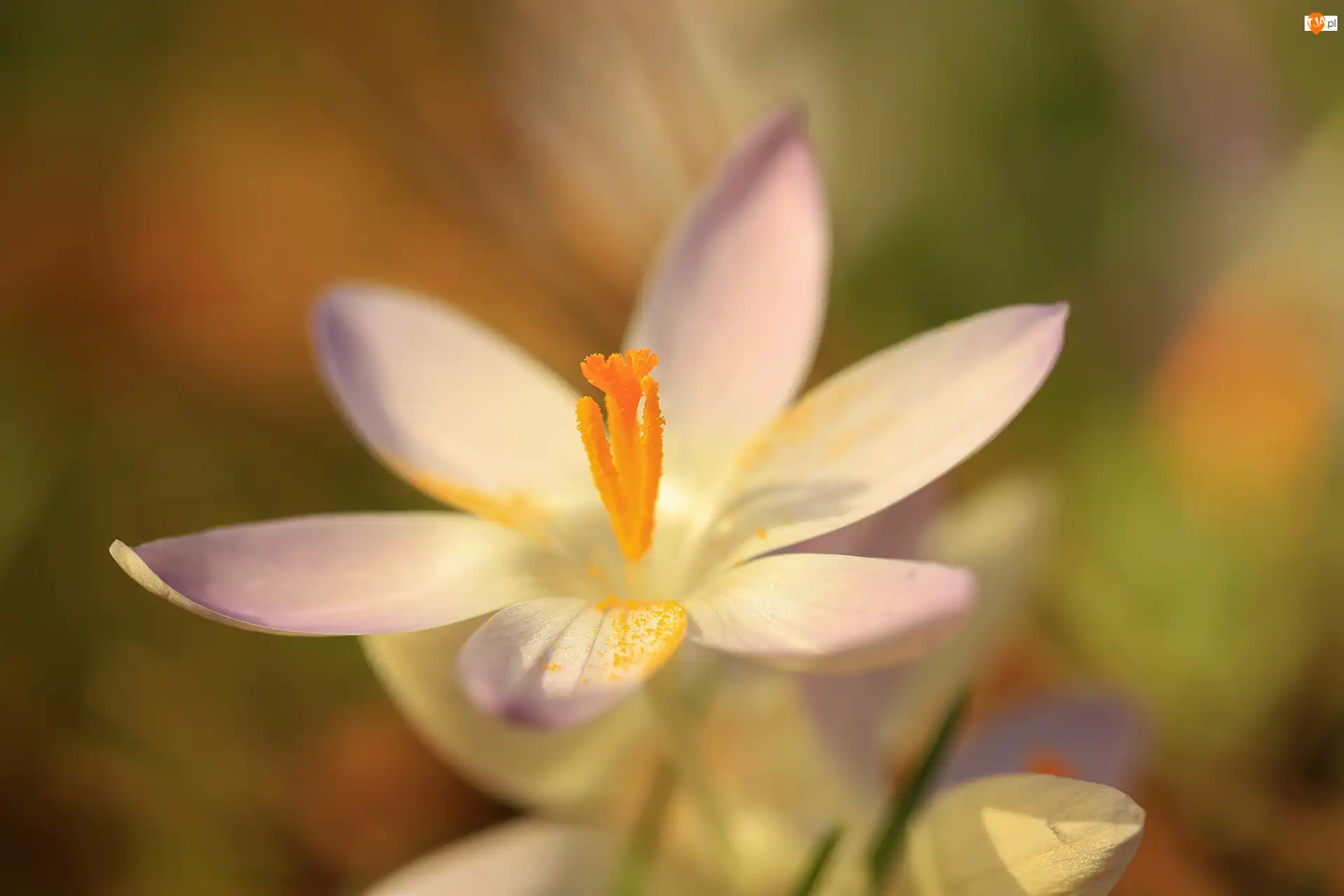 Makro, Krokus, Kwiat