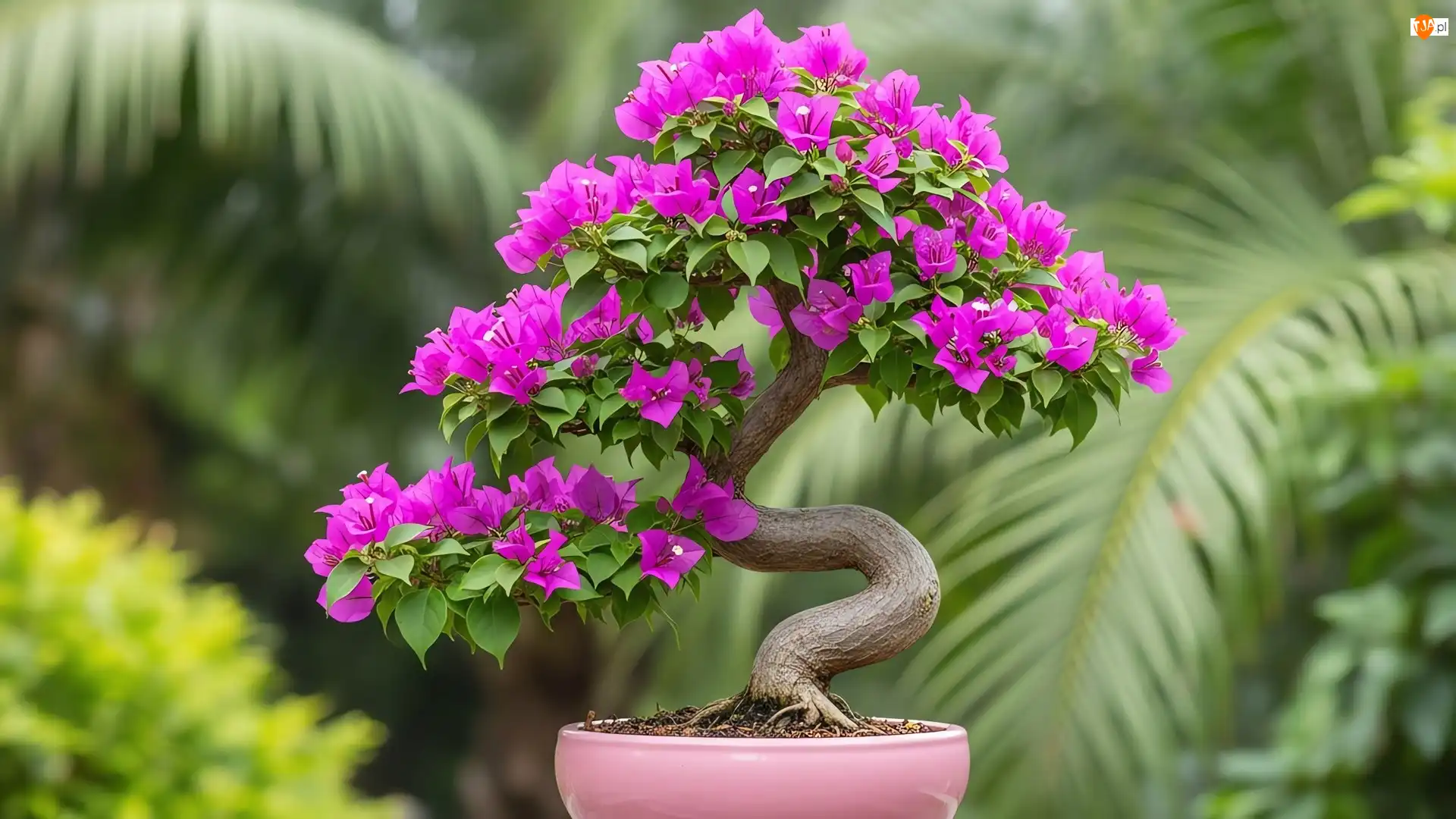 Donica, Drzewko bonsai, Purpurowe, Kwiaty