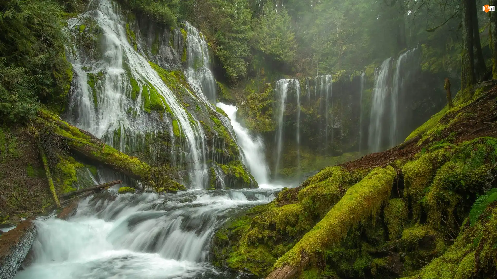 Stan Waszyngton, Miejsce chronione, Gifford Pinchot National Forest, Wodospad Panther Creek Falls, Drzewa, Las, Pnie, Omszałe, Roślinność, Stany Zjednoczone
