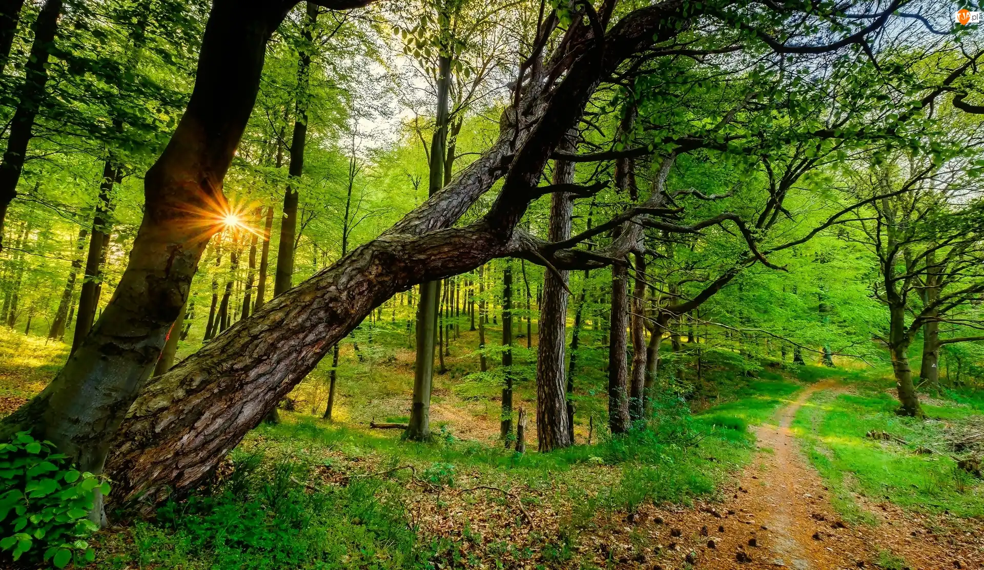 Las, Ścieżka, Słońca, Zielony, Promienie, Drzewa